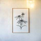 Wash Echinacea II by Chris Paschke. shown as a paper print in a natural frame. Available as a archival giclee rolled canvas, fine art paper, or poster print. SKU 65447h.