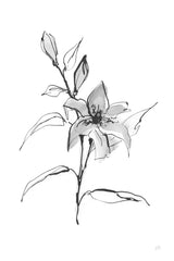 Wash Tiger Lily by Chris Paschke. SKU 65450h. Archival Giclee Fine art print for wall decor.