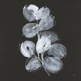 White Eucalyptus I by Chris Paschke. SKU 73087a. Archival Giclee Fine art print for wall decor.