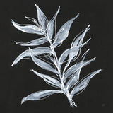 White Fern II by Chris Paschke. SKU 73070a. Archival Giclee Fine art print for wall decor.