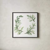 Winter Green Mistletoe I by Chris Paschke. Shown in a sleek black glass frame for a contemporary gallery look. Available as an archival giclee rolled canvas, fine art paper, or poster print. SKU 83114a.