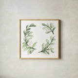 Winter Green Mistletoe I by Chris Paschke. Shown in a natural wood glass frame for a timeless modern aesthetic. Available as an archival giclee rolled canvas, fine art paper, or poster print. SKU 83114a.
