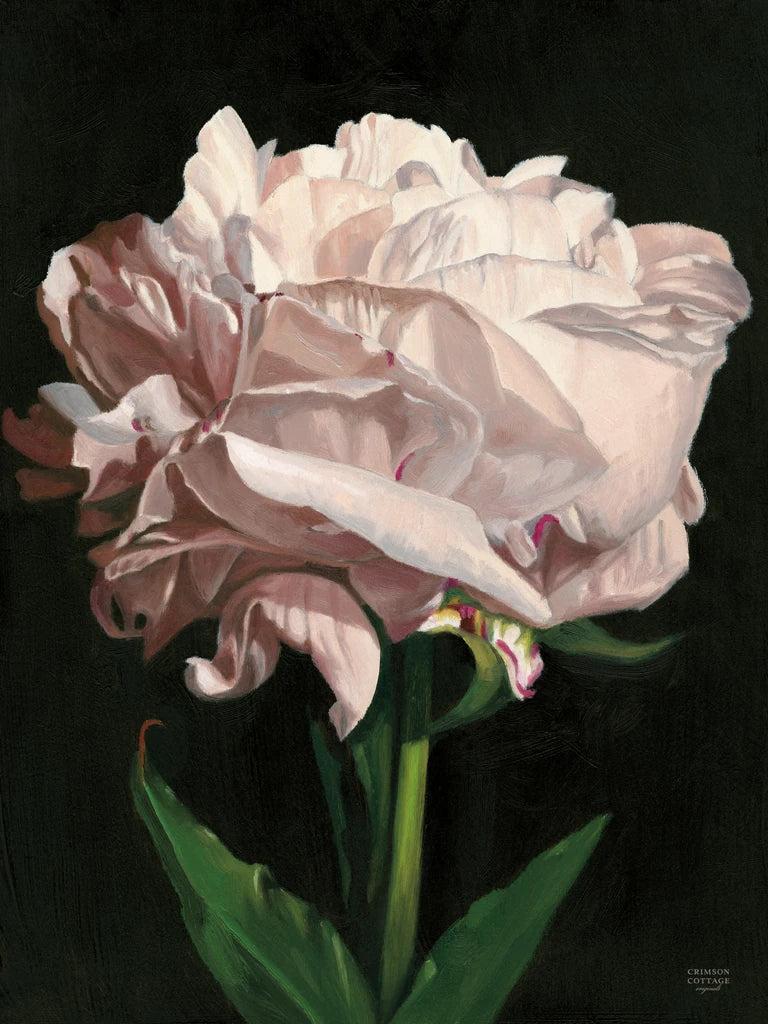 Peony by Crimson Cottage