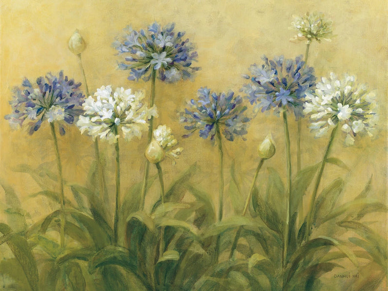 Agapanthus by Danhui Nai