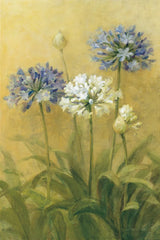 Agapanthus II by Danhui Nai. SKU 5199h. Archival Giclee Fine art print for wall decor.