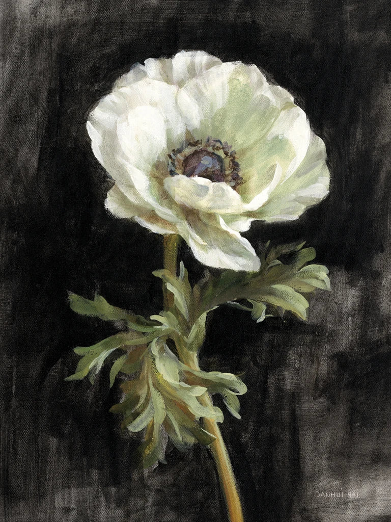 Anemone on Black by Danhui Nai