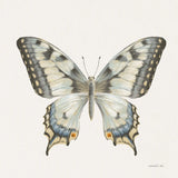 Beetles and Butterflies I Neutral by Danhui Nai. SKU 93367a. Archival Giclee Fine art print for wall decor.