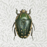 Beetles and Butterflies II by Danhui Nai. SKU 86645a. Archival Giclee Fine art print for wall decor.
