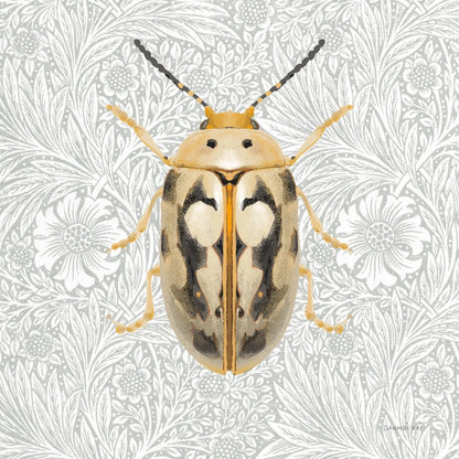Beetles and Butterflies III by Danhui Nai. SKU 86646a. Archival Giclee Fine art print for wall decor.