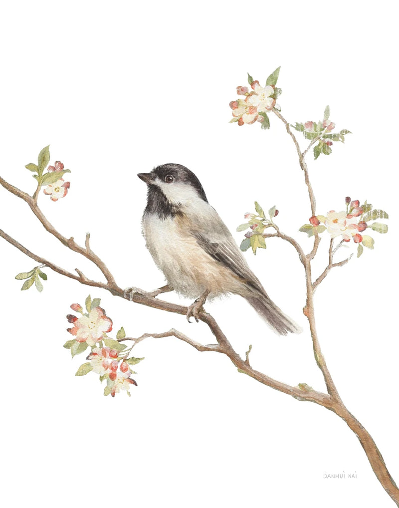 Black Capped Chickadee v2 on White by Danhui Nai