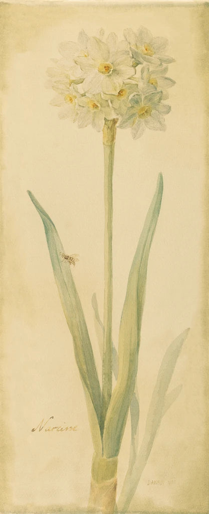 Botanical Narcisse by Danhui Nai