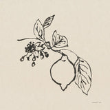 Citrus Summer III by Danhui Nai. SKU 85708a. Archival Giclee Fine art print for wall decor.