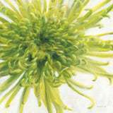 Contemporary Chrysanthemum by Danhui Nai. SKU 5452a. Archival Giclee Fine art print for wall decor.