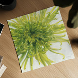 Contemporary Chrysanthemum by Danhui Nai. Shown as a detailed flat fine art print, highlighting archival giclee quality. Available as an archival giclee rolled canvas, fine art paper, or poster print. SKU 5452a.