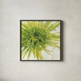 Contemporary Chrysanthemum by Danhui Nai. Shown in a sleek black glass frame for a contemporary gallery look. Available as an archival giclee rolled canvas, fine art paper, or poster print. SKU 5452a.