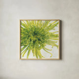 Contemporary Chrysanthemum by Danhui Nai. Shown in a natural wood glass frame for a timeless modern aesthetic. Available as an archival giclee rolled canvas, fine art paper, or poster print. SKU 5452a.