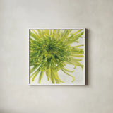 Contemporary Chrysanthemum by Danhui Nai. Shown in a crisp white glass frame for a clean and minimalist style. Available as an archival giclee rolled canvas, fine art paper, or poster print. SKU 5452a.