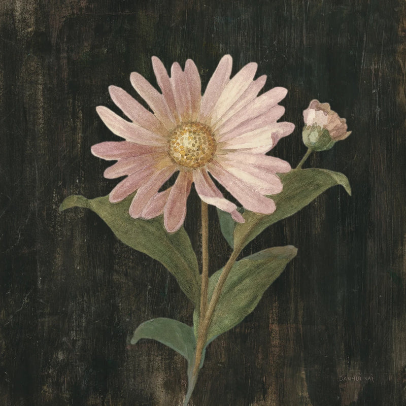 Cottage Aster v2 by Danhui Nai