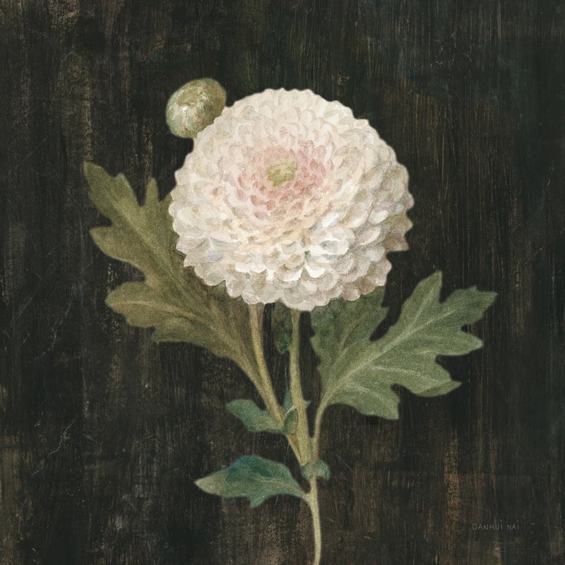Cottage Chrysanthemum v2 by Danhui Nai