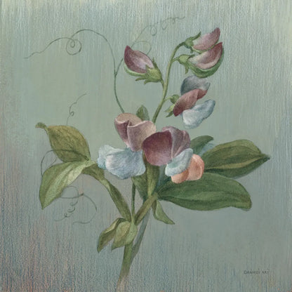 Cottage Sweet Pea by Danhui Nai. SKU 91989a. Archival Giclee Fine art print for wall decor.