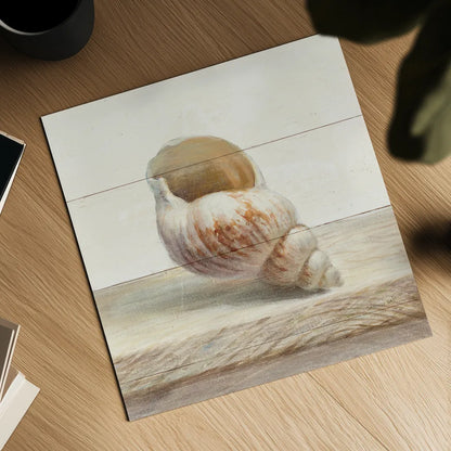 Driftwood Shell I by Danhui Nai. Shown as a detailed flat fine art print, highlighting archival giclee quality. Available as an archival giclee rolled canvas, fine art paper, or poster print. SKU 66975a.