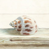 Driftwood Shell II by Danhui Nai. SKU 66976a. Archival Giclee Fine art print for wall decor.