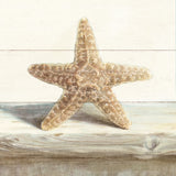 Driftwood Shell III by Danhui Nai. SKU 66977a. Archival Giclee Fine art print for wall decor.