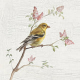 Female Goldfinch Vintage by Danhui Nai. SKU 28599a. Archival Giclee Fine art print for wall decor.