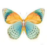 Fragile Wings Butterfly I by Danhui Nai. SKU 67491a. Archival Giclee Fine art print for wall decor.