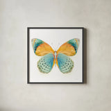 Fragile Wings Butterfly I by Danhui Nai. Shown in a sleek black glass frame for a contemporary gallery look. Available as an archival giclee rolled canvas, fine art paper, or poster print. SKU 67491a.