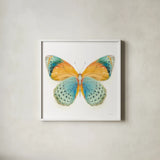 Fragile Wings Butterfly I by Danhui Nai. Shown in a crisp white glass frame for a clean and minimalist style. Available as an archival giclee rolled canvas, fine art paper, or poster print. SKU 67491a.