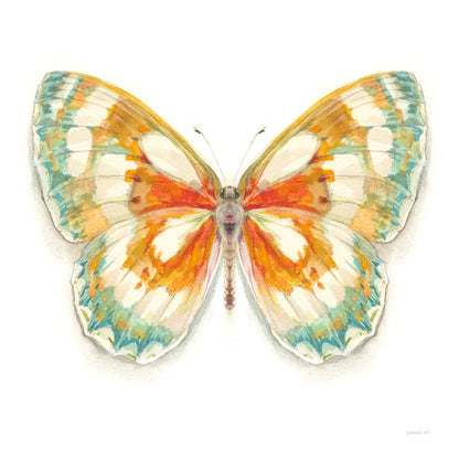 Fragile Wings Butterfly II by Danhui Nai. SKU 67492a. Archival Giclee Fine art print for wall decor.