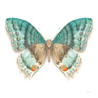 Fragile Wings Butterfly III by Danhui Nai. SKU 67493a. Archival Giclee Fine art print for wall decor.