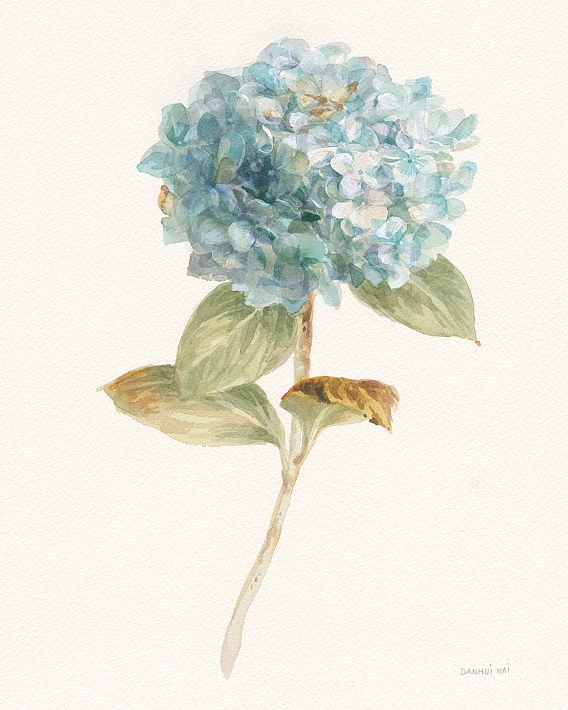 Garden Hydrangea by Danhui Nai