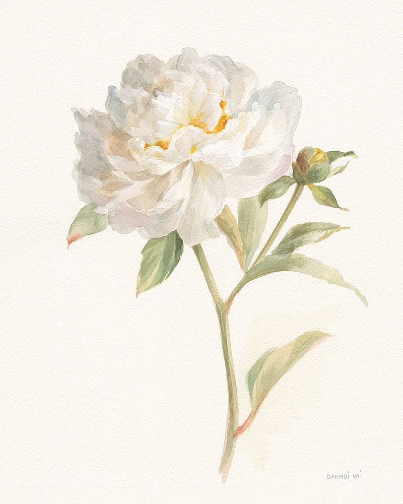 Garden Peony by Danhui Nai
