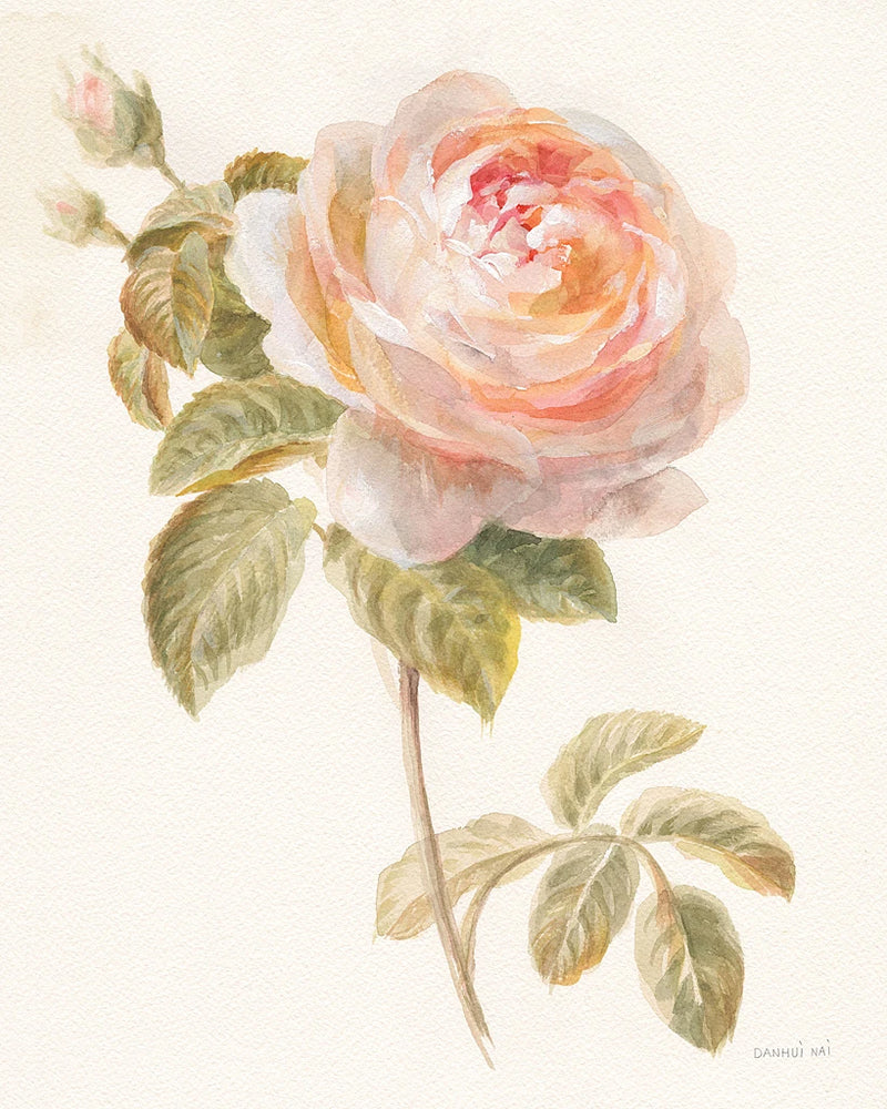 Garden Rose by Danhui Nai