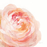 Garden Rose on White Crop by Danhui Nai. SKU 37221a. Archival Giclee Fine art print for wall decor.