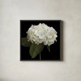 Gentle Hydrangea by Danhui Nai. Shown in a sleek black glass frame for a contemporary gallery look. Available as an archival giclee rolled canvas, fine art paper, or poster print. SKU 103708a.