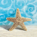 Gift from the Sea III by Danhui Nai. SKU 5249a. Archival Giclee Fine art print for wall decor.