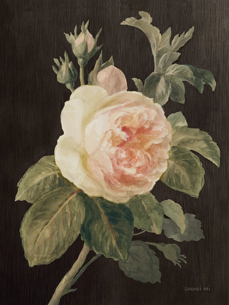 Heirloom Pink Rose on Black by Danhui Nai
