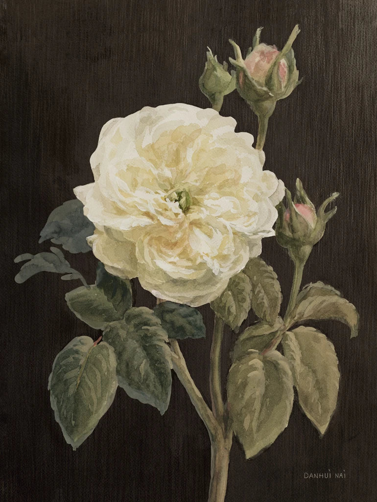 Heirloom White Rose on Black by Danhui Nai