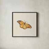 Honeybloom Butterfly III by Danhui Nai. Shown in a sleek black glass frame for a contemporary gallery look. Available as an archival giclee rolled canvas, fine art paper, or poster print. SKU 95261a.