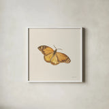 Honeybloom Butterfly III by Danhui Nai. Shown in a crisp white glass frame for a clean and minimalist style. Available as an archival giclee rolled canvas, fine art paper, or poster print. SKU 95261a.