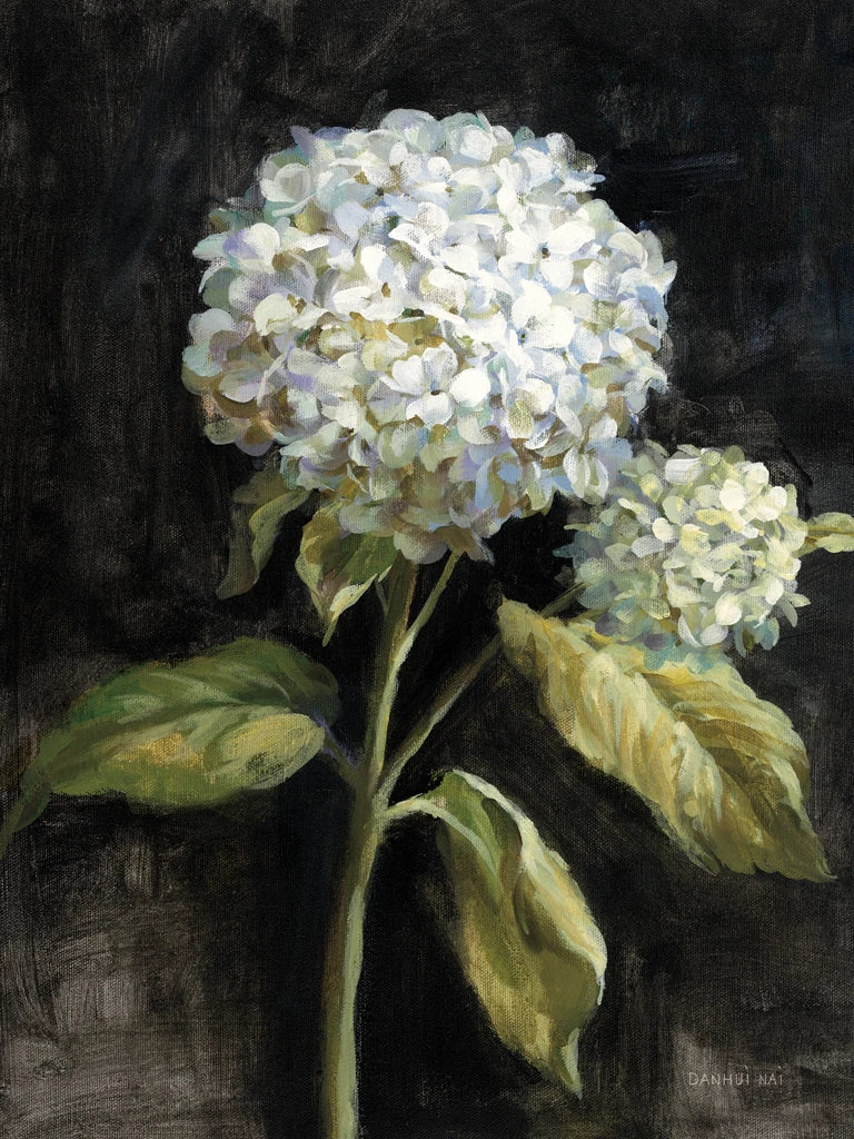 Hydrangea on Black by Danhui Nai