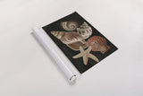 Nautical Shell Toss I by Danhui Nai. shown as a rolled paper print. Available as archival giclee rolled canvas, fine art paper, or poster print. SKU 104795h.