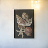 Nautical Shell Toss I by Danhui Nai. shown as a paper print in a black flame. Available as a archival giclee rolled canvas, fine art paper, or poster print. SKU 104795h.