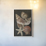 Nautical Shell Toss I by Danhui Nai. shown as a paper print in a white frame. Available as a archival giclee rolled canvas, fine art paper, or poster print. SKU 104795h.