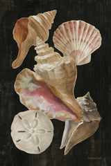 Nautical Shell Toss II by Danhui Nai. SKU 104796h. Archival Giclee Fine art print for wall decor.