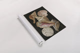 Nautical Shell Toss II by Danhui Nai. shown as a rolled paper print. Available as archival giclee rolled canvas, fine art paper, or poster print. SKU 104796h.