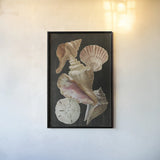 Nautical Shell Toss II by Danhui Nai. shown as a paper print in a black flame. Available as a archival giclee rolled canvas, fine art paper, or poster print. SKU 104796h.